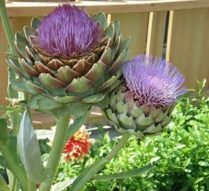 Artichoke in Bloom