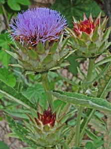 artichoke plant